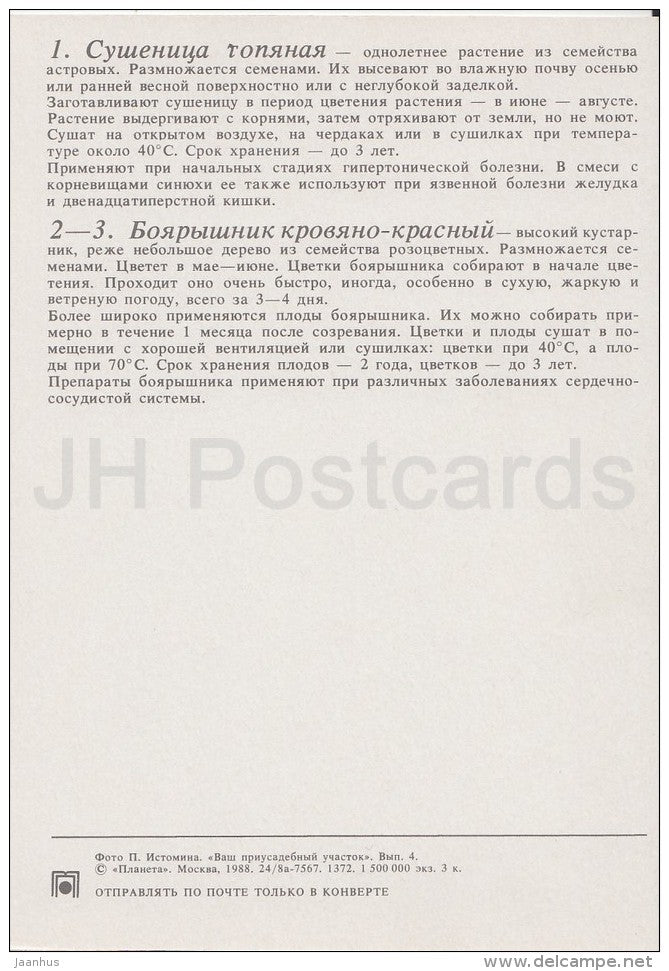 Marsh Cudweed - Siberian hawthorn - Medicinal Plants - Herbs - 1988 - Russia USSR - unused - JH Postcards
