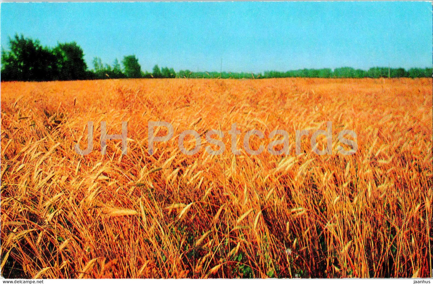 Suzdal - Crop Field - 1978 - Russia USSR - unused - JH Postcards