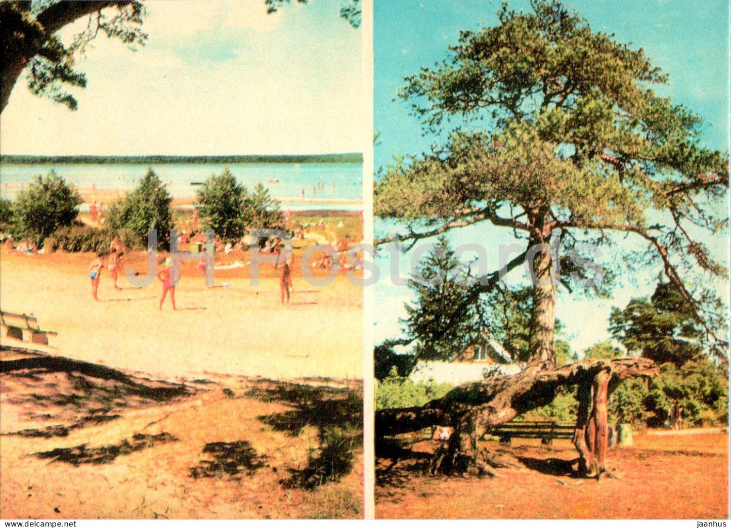 Lahemaa - A pine and the seashore of Vosu - 1 - 1978 - Estonia USSR - unused - JH Postcards
