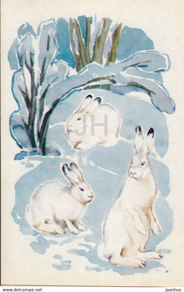 Mountain hare - Lepus timidus - illustration - Polar Animals - 1972 - Russia USSR - unused - JH Postcards