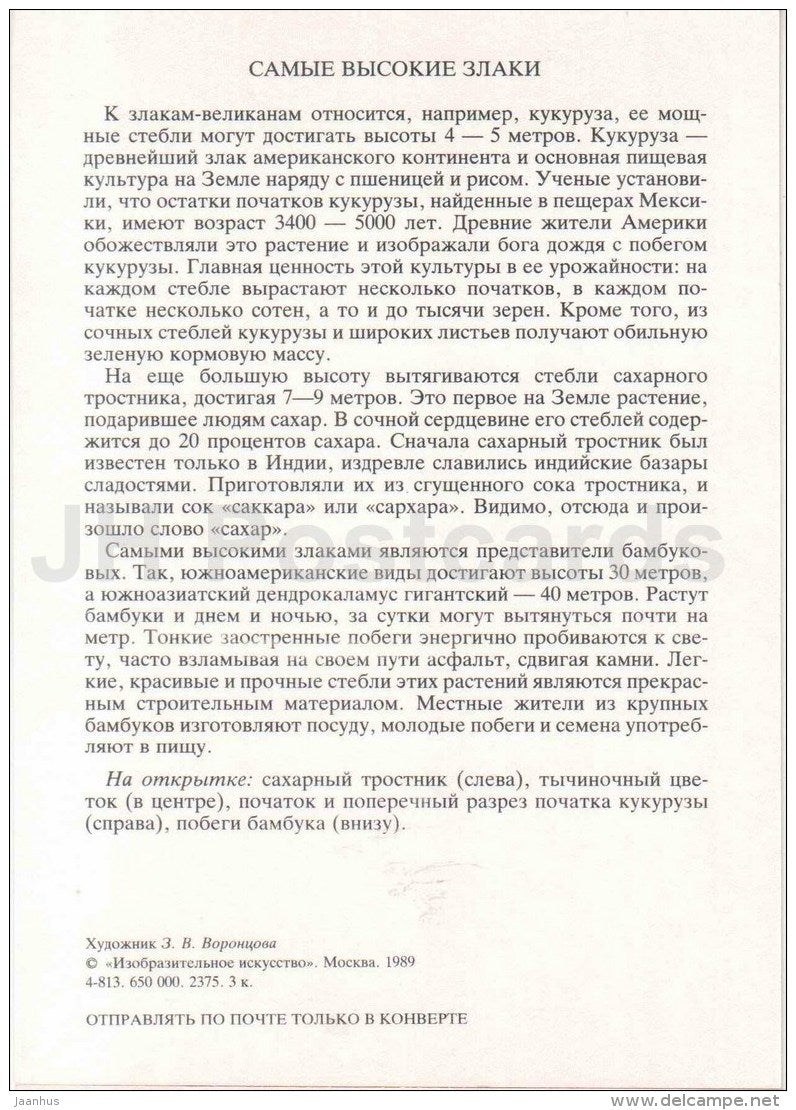 bamboo - corn - sugar cane - Giant Cereals - Amazing Plants - 1989 - Russia USSR - unused - JH Postcards
