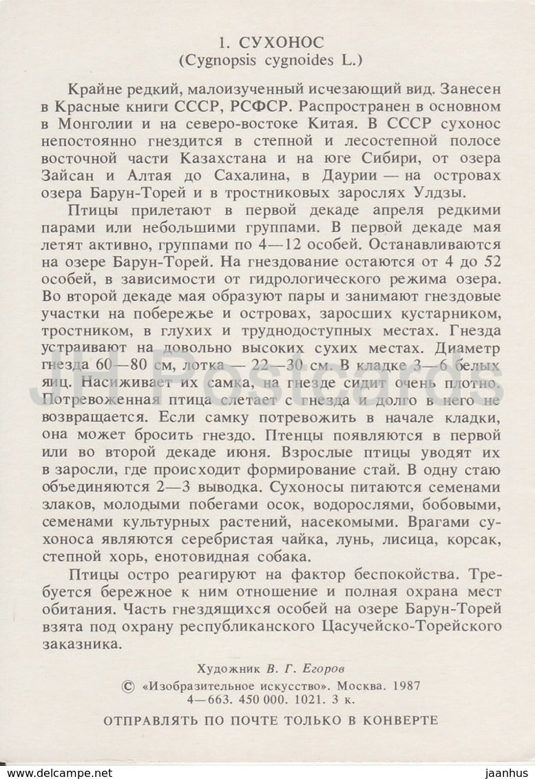 Schwanengans - Anser cygnoides - Vögel - 1987 - Russland UdSSR - unbenutzt