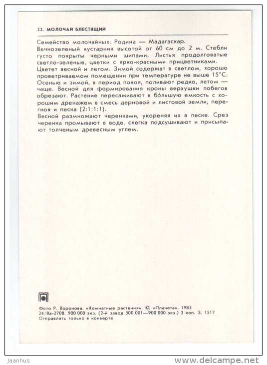 Crown of Thorns - Euphorbia splendens - houseplants - flowers - 1983 - Russia USSR - unused - JH Postcards