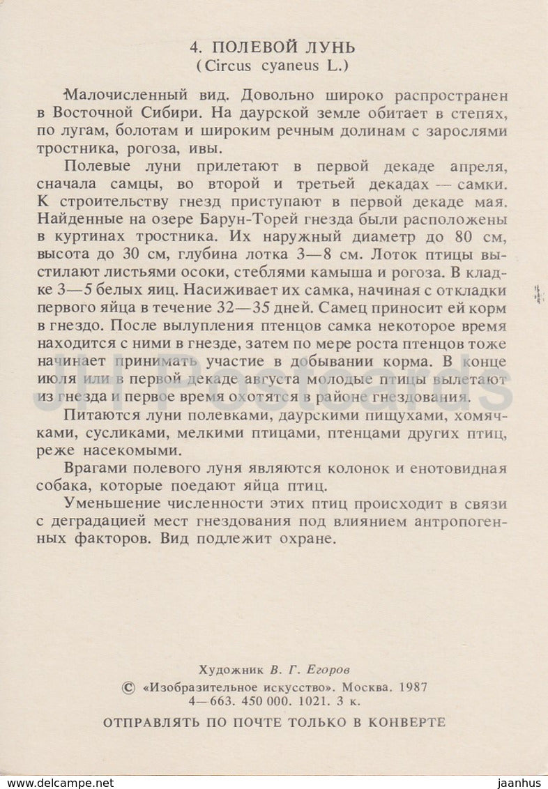 Kornweihe - Circus cyaneus - Vögel - 1987 - Russland UdSSR - unbenutzt