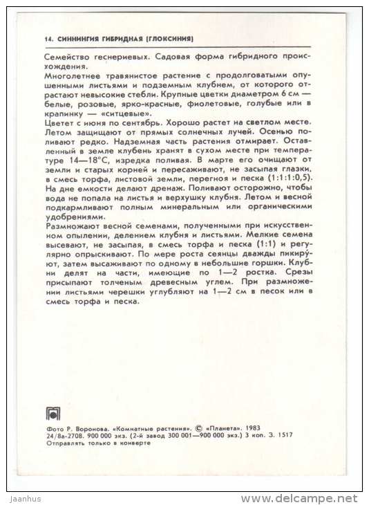 Sinningia x hybrida - houseplants - flowers - 1983 - Russia USSR - unused - JH Postcards