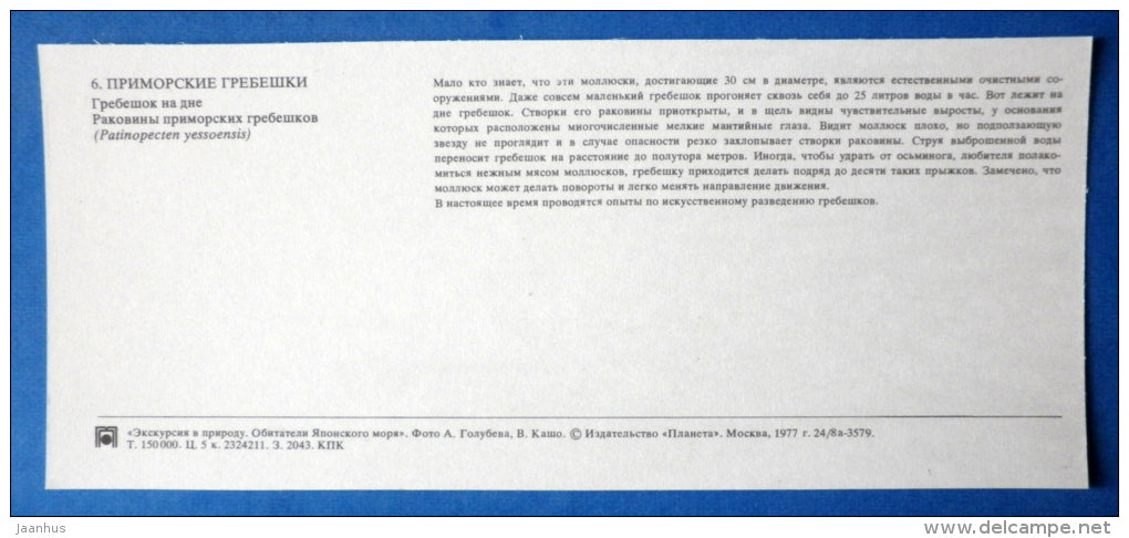 Yesso scallop , Patinopecten yessoensis - shells - Japanese sea - 1977 - Russia USSR - unused - JH Postcards