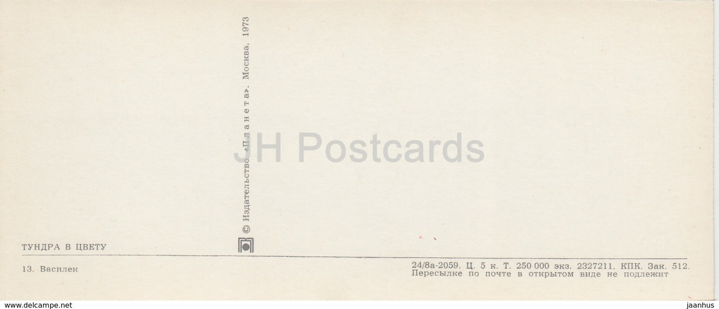 Knapweed - flowers - plants - Tundra in bloom - 1973 - Russia USSR - unused