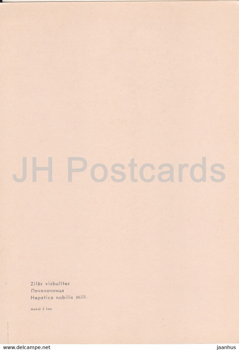Liverwort - Hepatica nobilis - Anemone hepatica - plants - flowers - Latvia USSR - unused