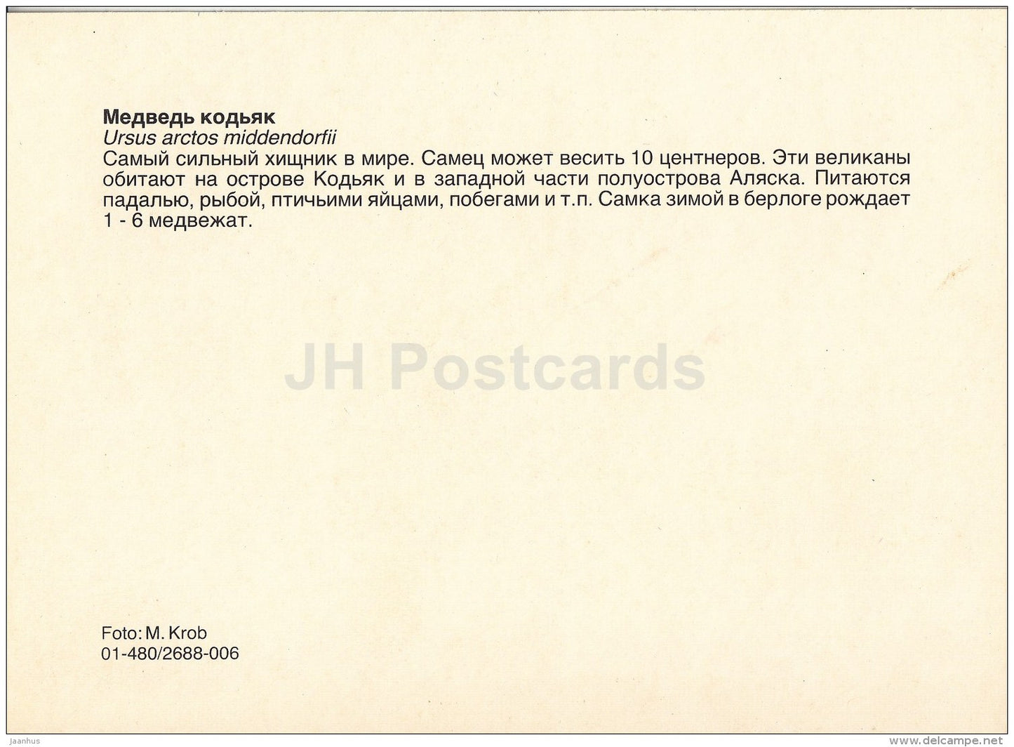 Kodiak bear - Ursus arctos middendorffi - animals - Zoo - Czechoslovakia - unused - JH Postcards