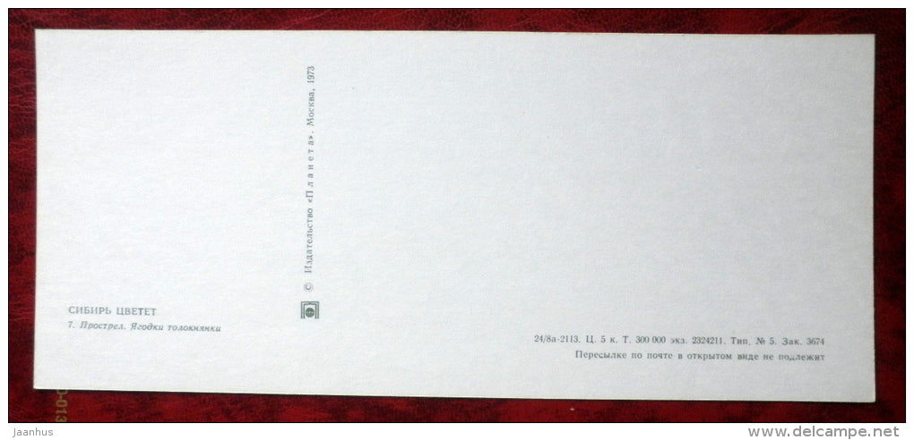 Alpine pasque flower -Pulsatilla alpina - flowers - Siberia blooms - 1973 - Russia USSR - unused - JH Postcards