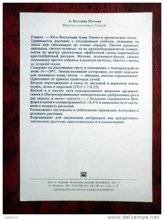 Iron Cross - Begonia masoniana - flowers - 1987 - Russia - USSR - unused - JH Postcards