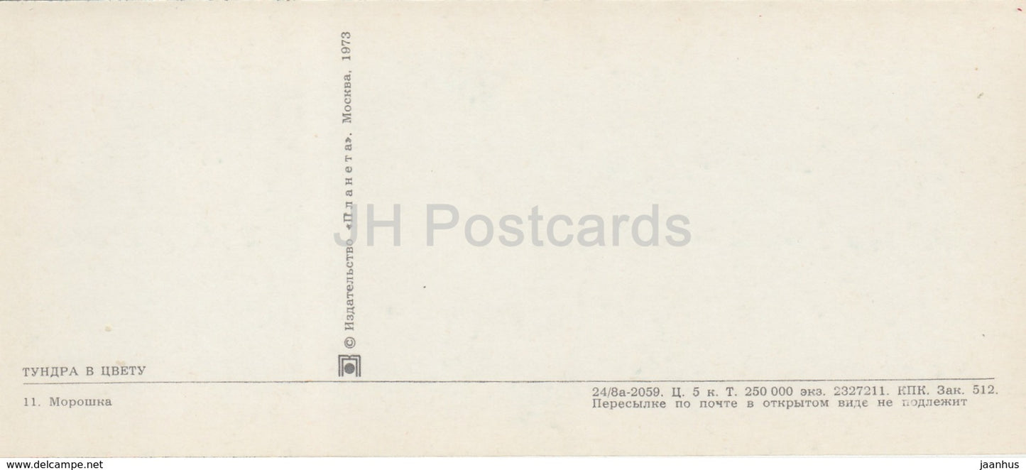 Moltebeere - Rubus chamaemorus - Pflanzen - Rentier - Tundra in Blüte - 1973 - Russland UdSSR - unbenutzt