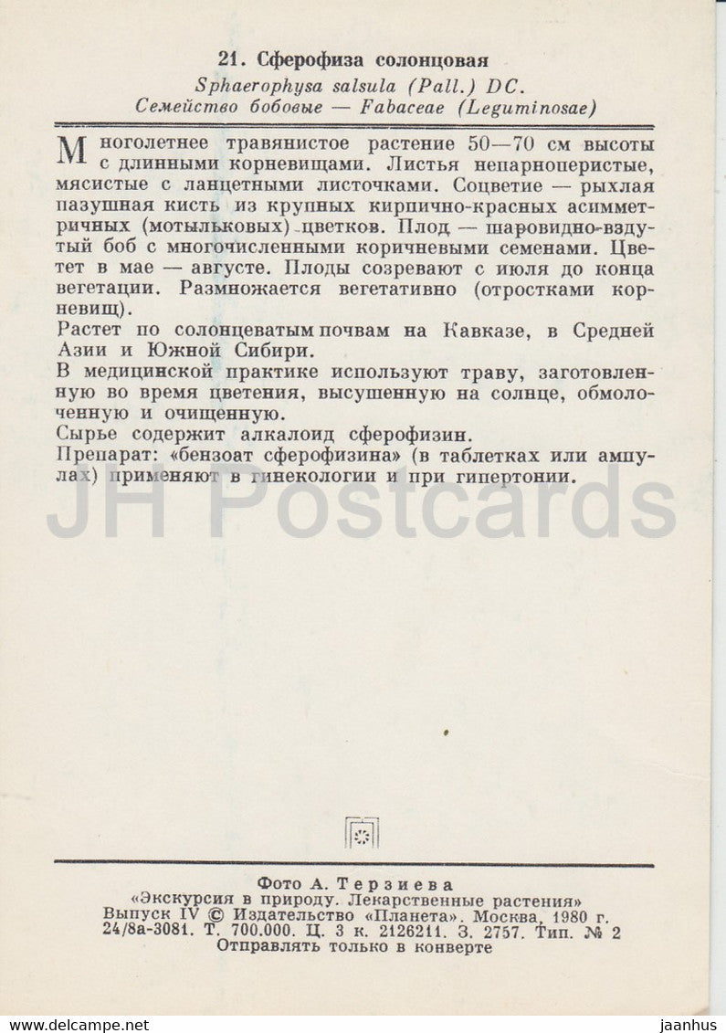 Alkali swainsonpea - Sphaerophysa salsula - Medicinal Plants - 1980 - Russia USSR - unused