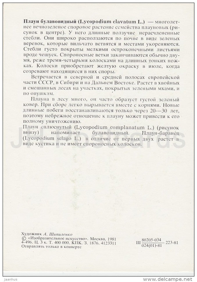 Clubmoss - Lycopodium clavatum - Plants under protection - 1981 - Russia USSR - unused - JH Postcards