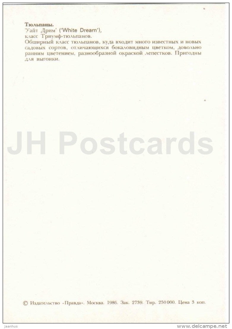 White Dream - Tulip - 1986 - Russia USSR - unused - JH Postcards