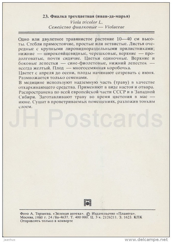 Heartsease - Viola tricolor - Medicinal Plants - Herbs - 1980 - Russia USSR - unused - JH Postcards