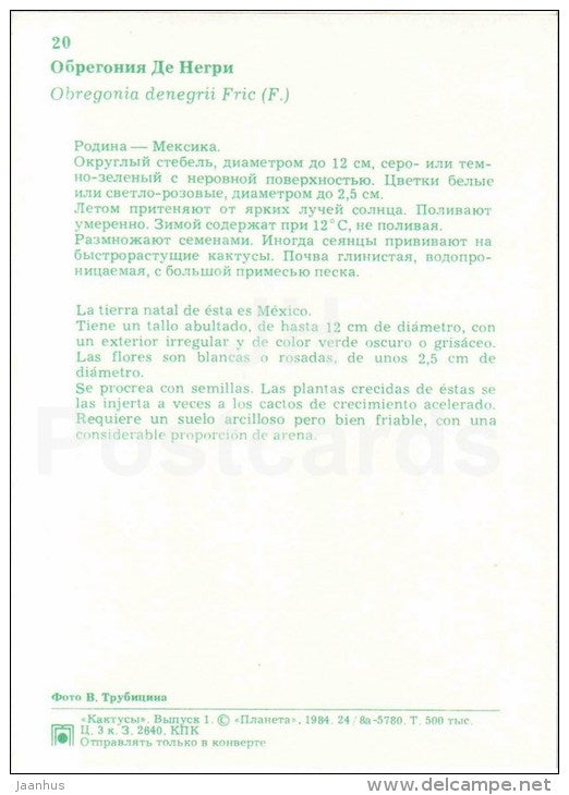 Obregonia denegrii - cactus - flowers - 1984 - Russia USSR - unused - JH Postcards