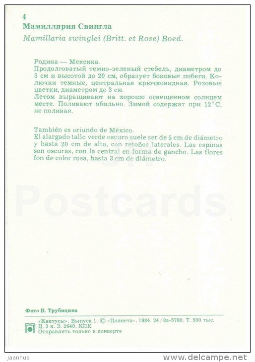 Mammillaria swinglei - cactus - flowers - 1984 - Russia USSR - unused - JH Postcards