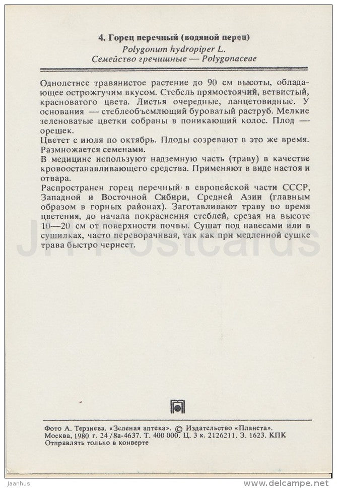 Water pepper - Persicaria hydropiper - Medicinal Plants - Herbs - 1980 - Russia USSR - unused - JH Postcards
