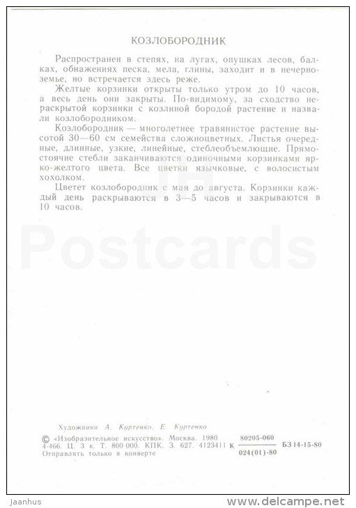 Salsify - Tragopogon - Flowers-Clock - plants - flowers - 1980 - Russia USSR - unused - JH Postcards