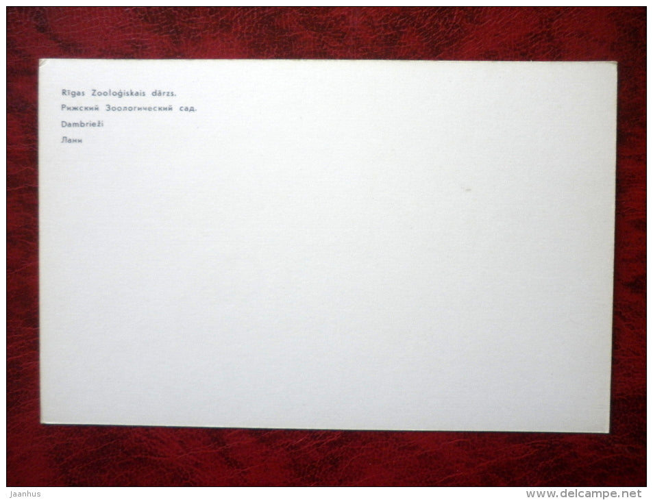 Fallow Deer - Dama dama - Riga Zoo - animals - 1980 - Latvia USSR - unused - JH Postcards