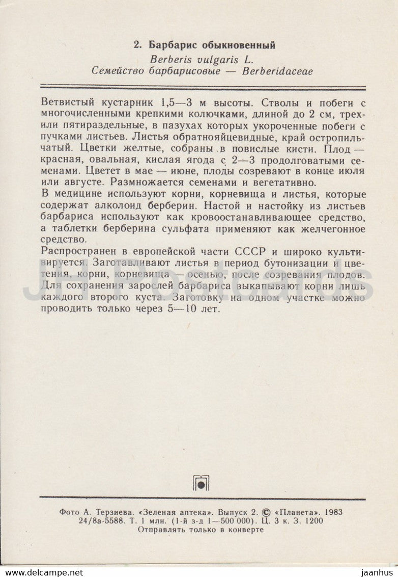 Berberitze - Berberis vulgaris - Heilpflanzen - 1983 - Russland UdSSR - unbenutzt