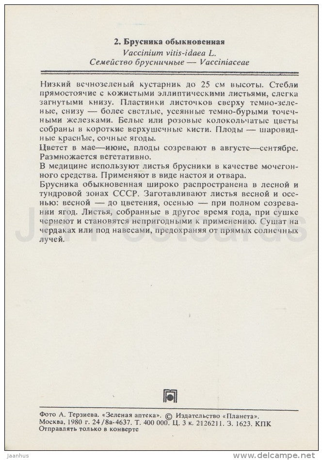 Lingonberry - Vaccinium vitis-idaea - Medicinal Plants - Herbs - 1980 - Russia USSR - unused - JH Postcards