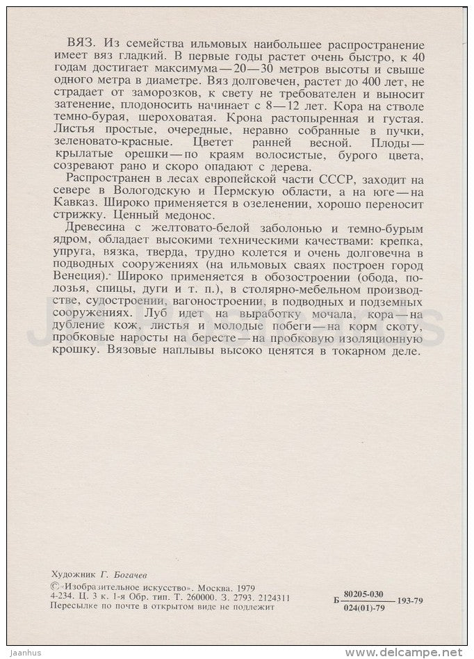 Elm - Ulmus - Russian Forest - trees - illustration by G. Bogachev - 1979 - Russia USSR - unused - JH Postcards