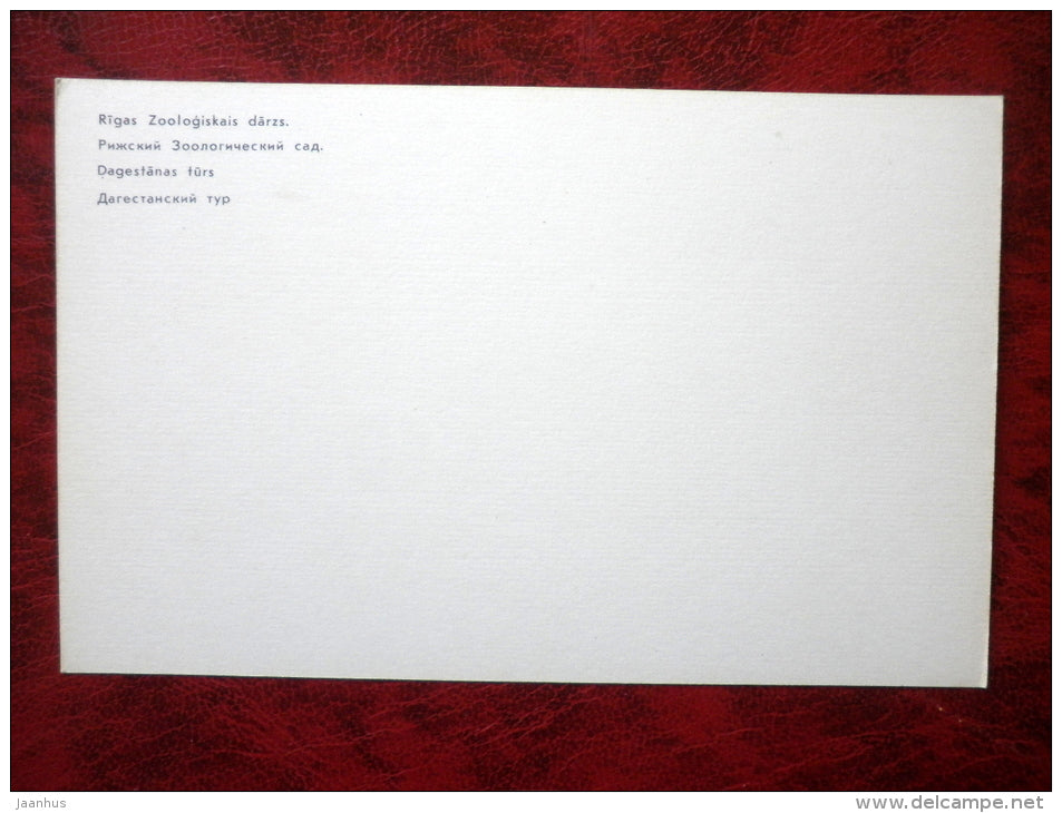 Dagestan Tur - Capra cylindricornis - Riga Zoo - animals - 1980 - Latvia USSR - unused - JH Postcards