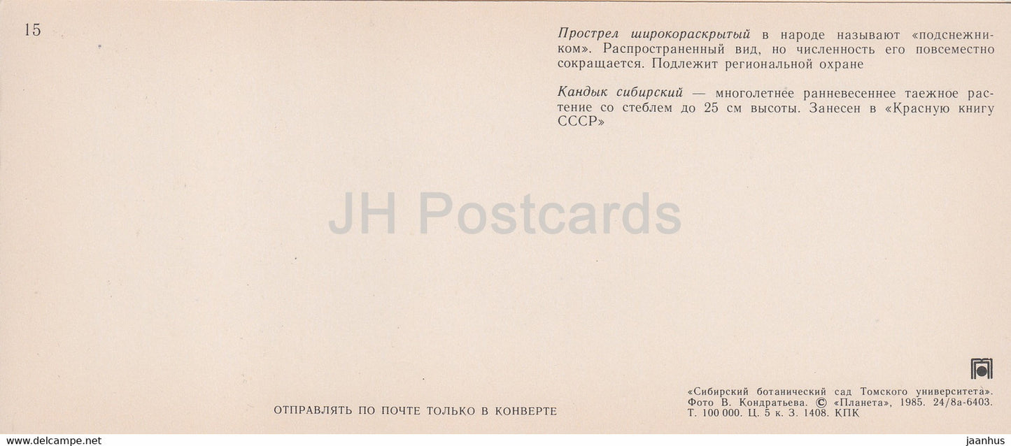 Eastern pasqueflower - Siberian fawn lily - flowers - Siberian Botanical Garden - 1985 - Russia USSR - unused