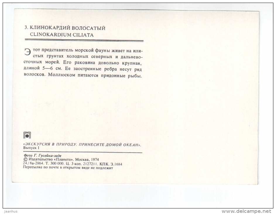 Iceland cockle - Clinokardium ciliatum - shells - clams - mollusc - 1974 - Russia USSR - unused - JH Postcards