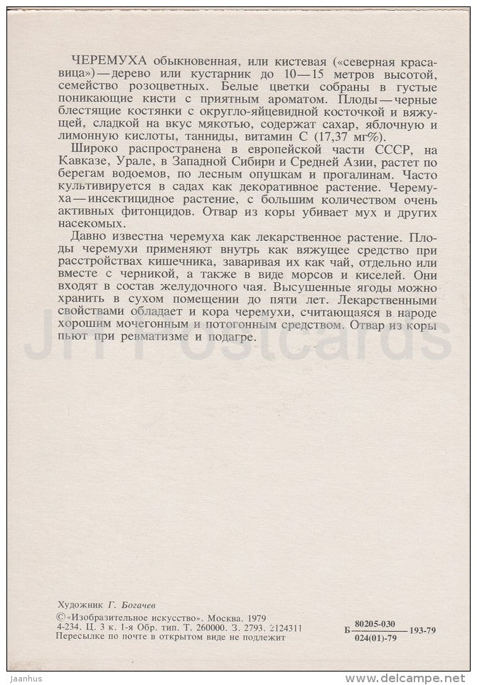 Bird-Cherry - Prunus padus - Russian Forest - trees - illustration by G. Bogachev - 1979 - Russia USSR - unused - JH Postcards