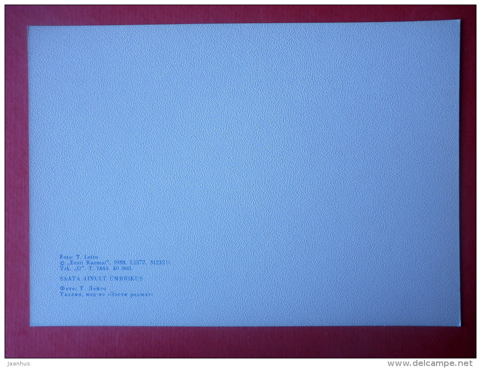 Estonia in Winter - juniper - 1988 - Estonia USSR - unused - JH Postcards