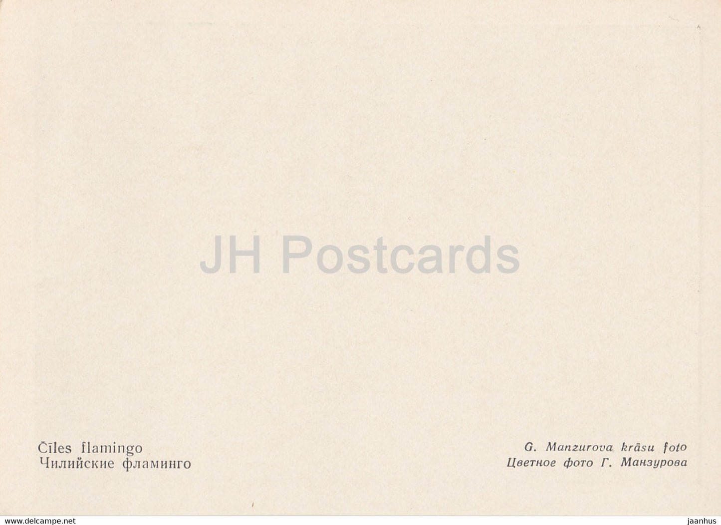 Riga Zoo - Chilean flamingo - Phoenicopterus chilensis - birds - Latvia USSR - unused