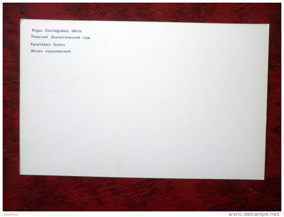 Royal Pheasant - Riga Zoo - animals - 1980 - Latvia USSR - unused - JH Postcards