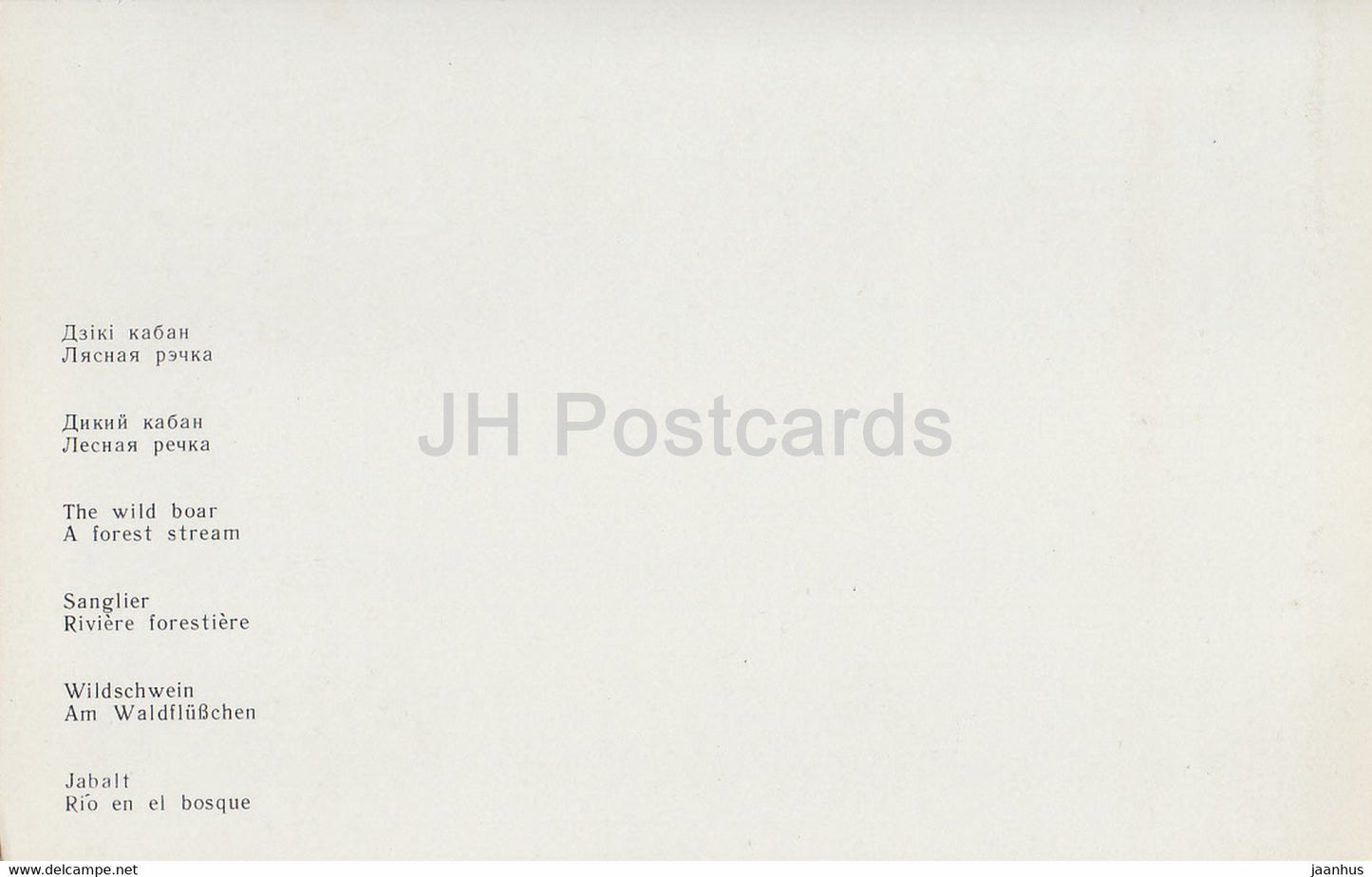 Parc national Belovezhskaya Pushcha - Le sanglier - Un ruisseau forestier - 1981 - Berarus URSS - inutilisé