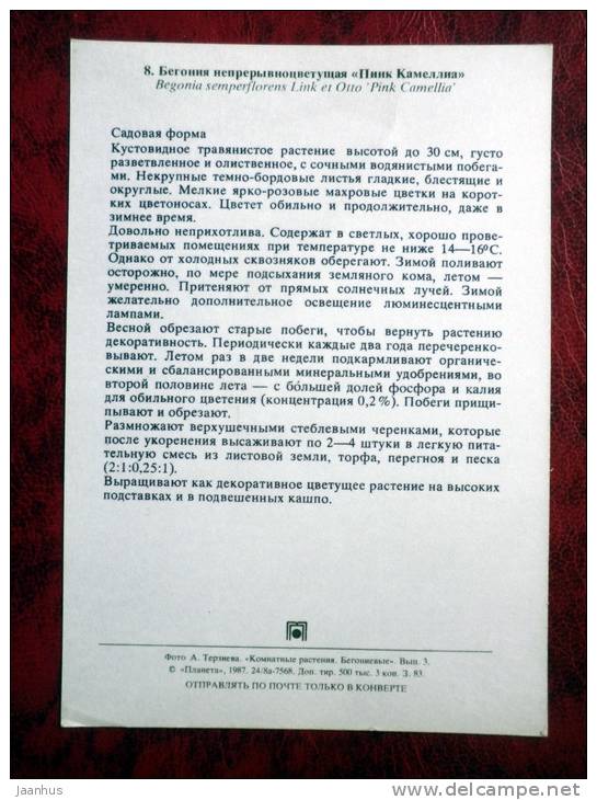 Pink Camellia - Begonia semperflorens - flowers - 1987 - Russia - USSR - unused - JH Postcards