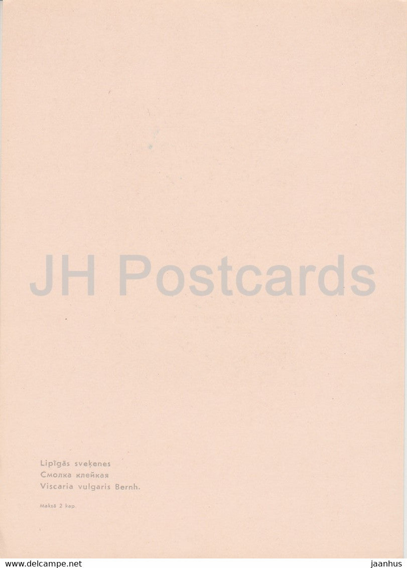 The sticky catchfly - Viscaria vulgaris - plants - flowers - Latvia USSR - unused