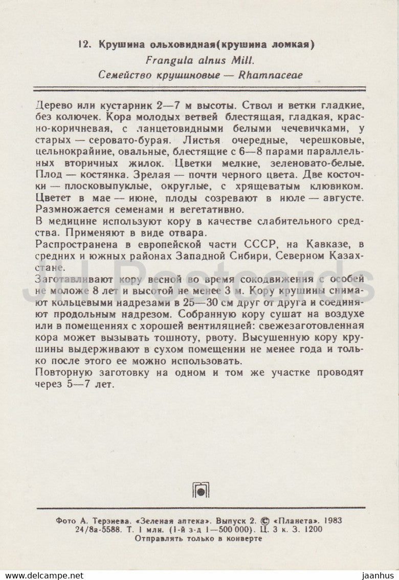 Alder buckthorn - Rhamnus frangula - Medicinal Plants - 1983 - Russia USSR - unused