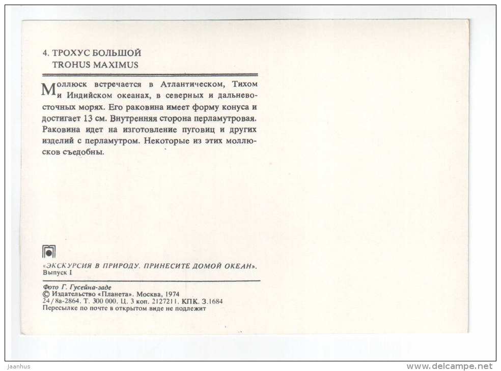 Trochus maximus - shells - clams - mollusc - 1974 - Russia USSR - unused - JH Postcards