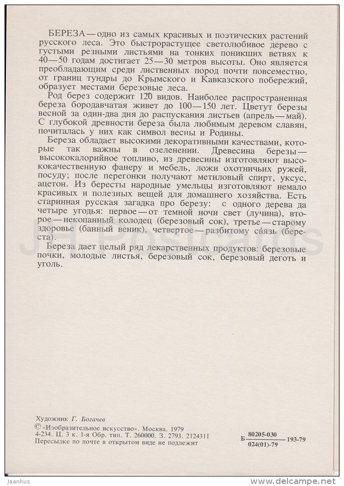 Birch - Betula - Russian Forest - trees - illustration by G. Bogachev - 1979 - Russia USSR - unused - JH Postcards