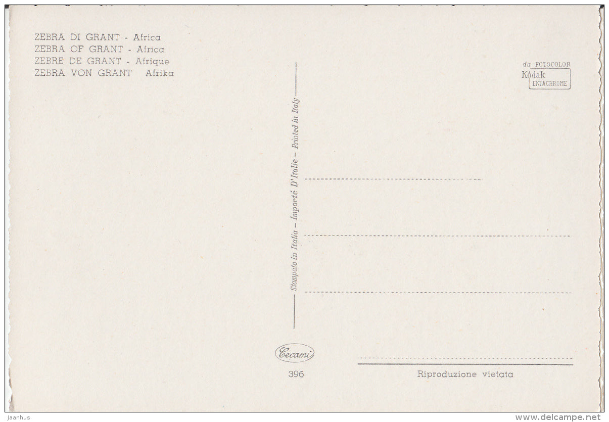 Grant's zebra - Equus quagga boehmi - Africa - animals - 396 - Italy - unused - JH Postcards