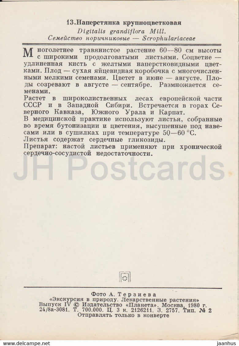 La digitale jaune - Digitalis grandiflora - Plantes médicinales - 1980 - Russie URSS - inutilisée