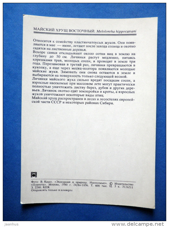 Common cockchafer - Melolontha hippocastani - beetle - insects - 1980 - Russia USSR - unused - JH Postcards