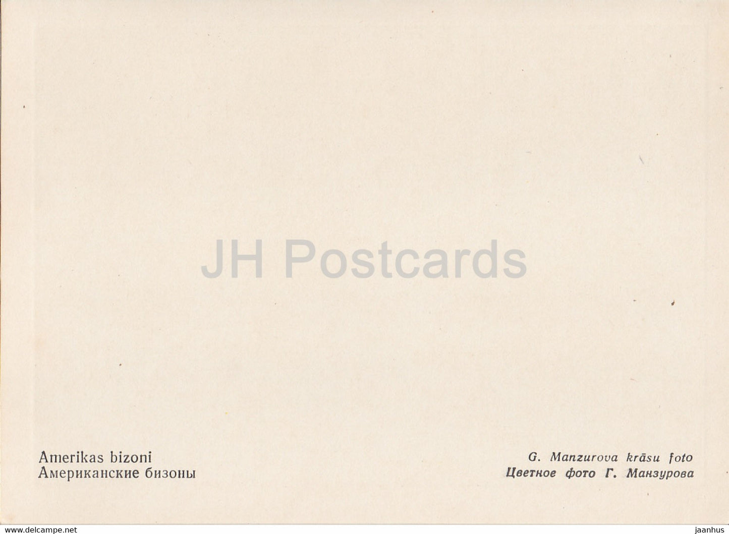 Riga Zoo - American bison - Bison bison - Latvia USSR - unused