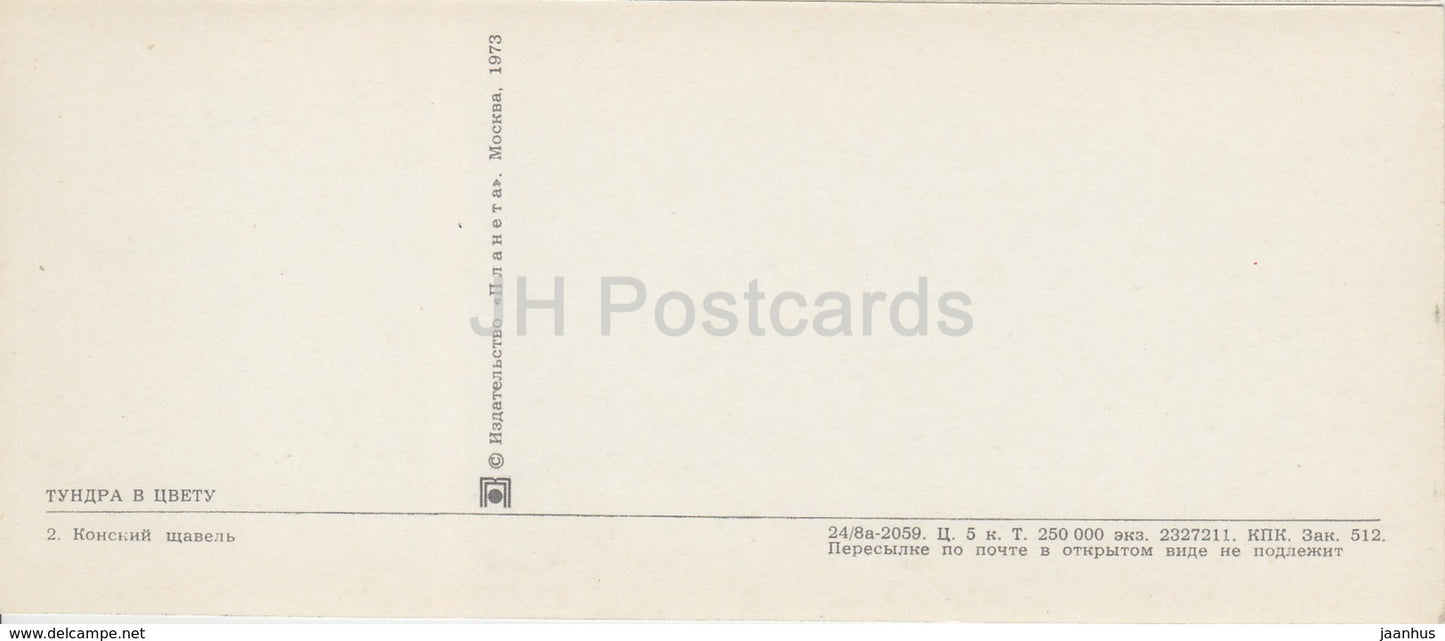 Rumex confertus - plants - Tundra in bloom - 1973 - Russia USSR - unused