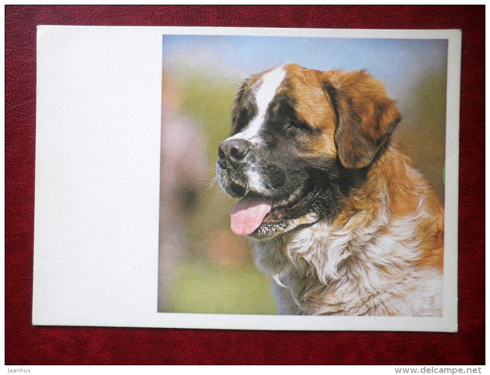 St. Bernard - dogs - 1981 - Estonia USSR - unused - JH Postcards