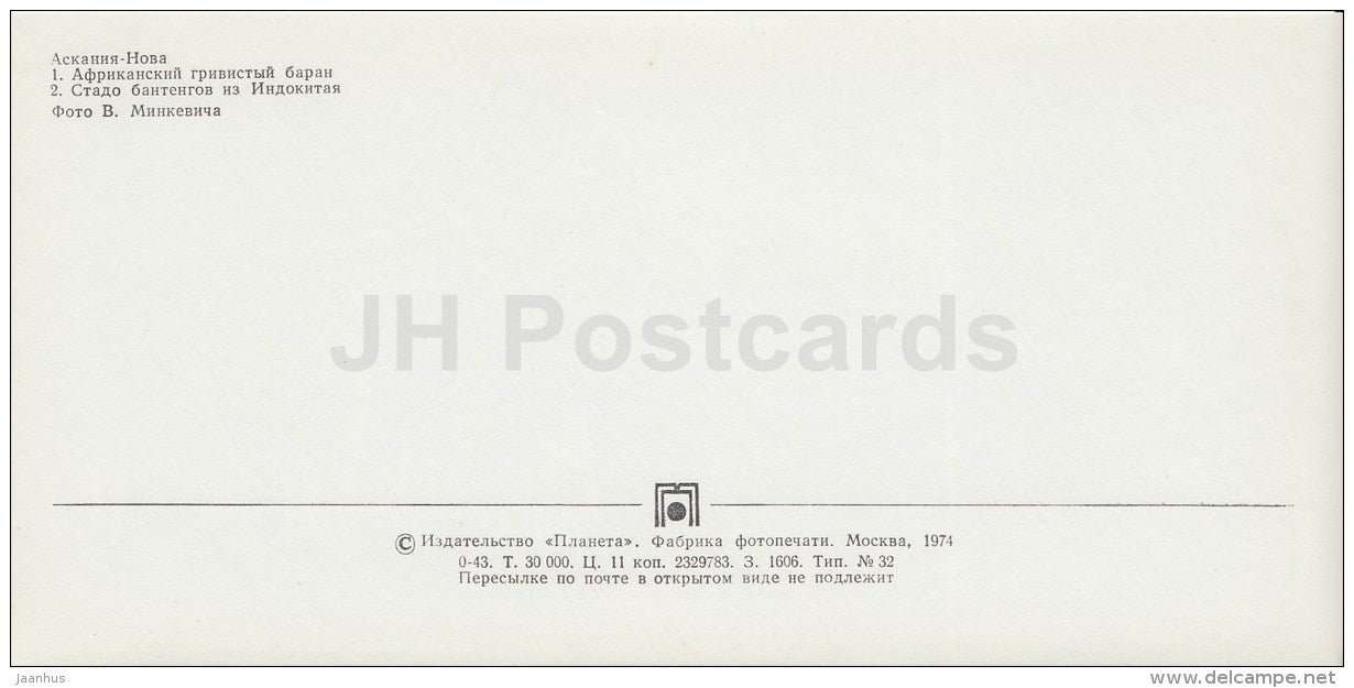 African Sheep - Banteng herd - Askania-Nova Reserve - 1974 - Ukraine USSR - unused - JH Postcards