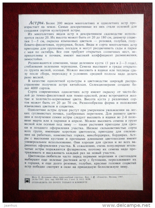 asters - Decorative flowers - 1987 - Russia USSR - unused - JH Postcards