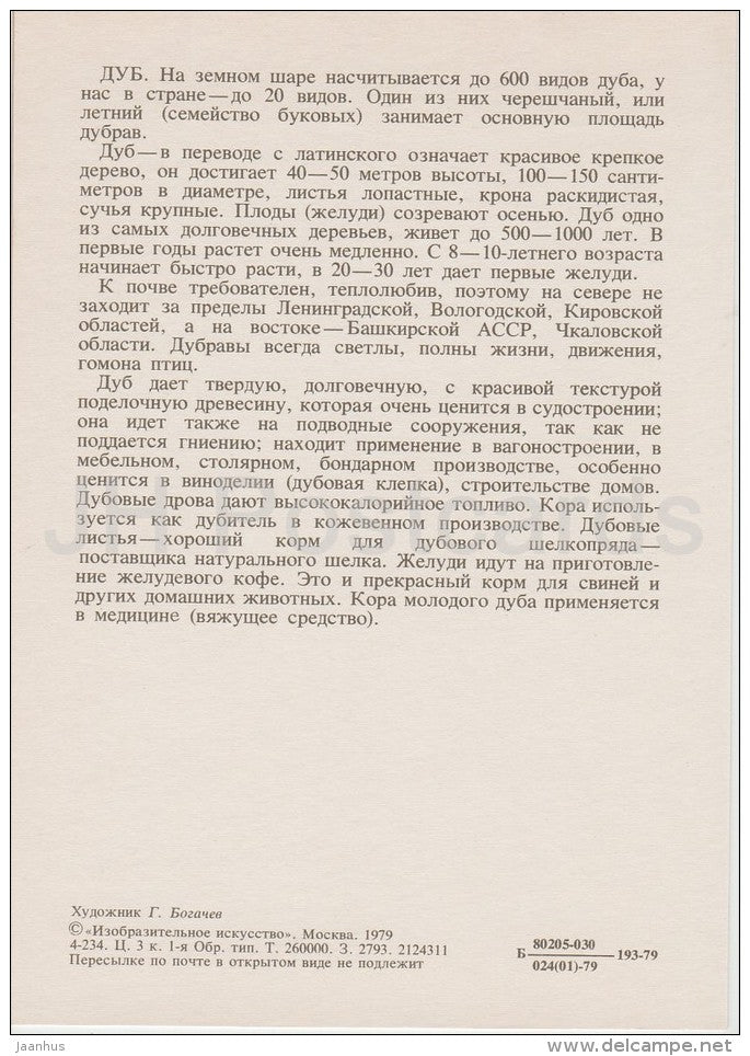 Oak - Quercus - Russian Forest - trees - illustration by G. Bogachev - 1979 - Russia USSR - unused - JH Postcards